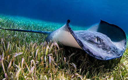 Marine Other 01 - A southern stingray in the shallow waters of San Pedro, Belize