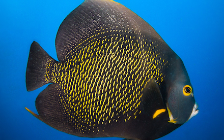 Marine Other 05 - French angelfish in Akumal, Mexico