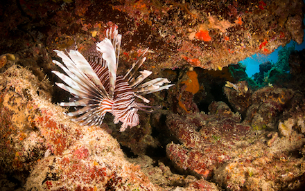Marine Other 06 - A lionfish in the reefs of Akumal, Mexico