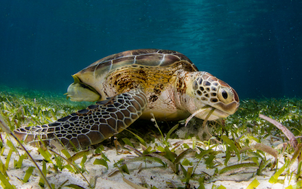Sea Turtle 05