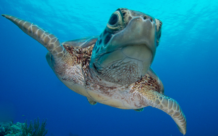 Sea Turtle 08