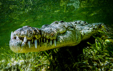 American Crocodile 03