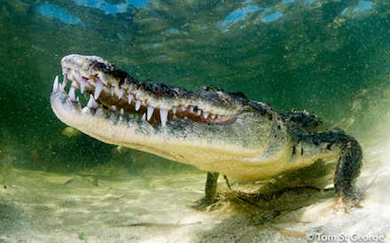 American Crocodile 06