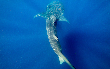 Whale Shark 05